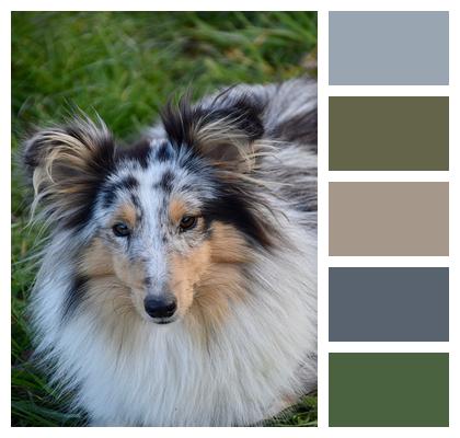 Dog Young Dog Shetland Sheepdog Image